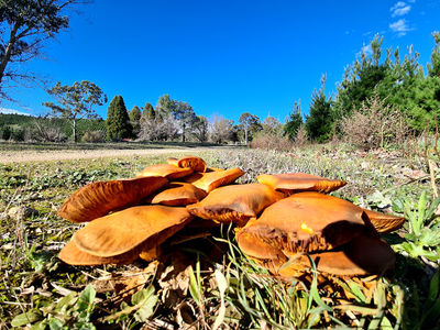 Mount Crawford Forest