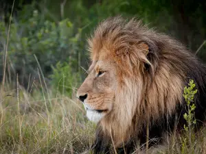 Kwantu Private Game Reserve