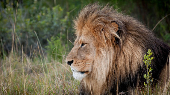 Kwantu Private Game Reserve