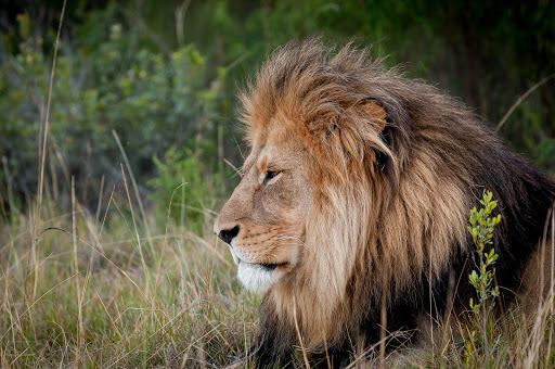 Kwantu Private Game Reserve