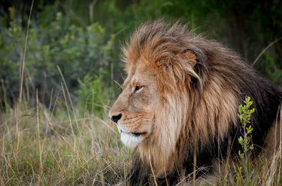 Kwantu Private Game Reserve