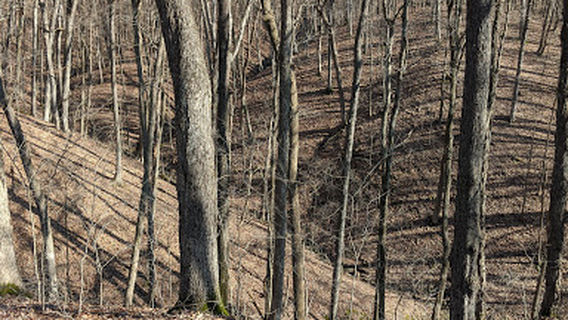 Warbler Ridge Conservation Area: North Trailhead