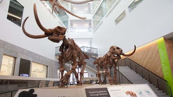 University of Michigan Museum of Natural History