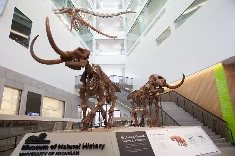 Hotels near University of Michigan Museum of Natural History