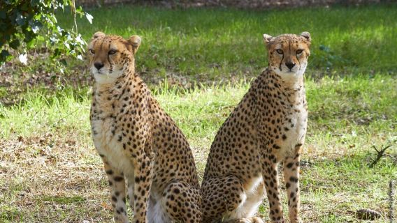 パルミール動物園