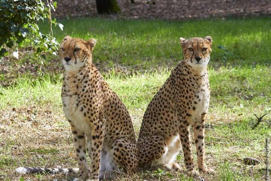 Zoo de la Palmyre