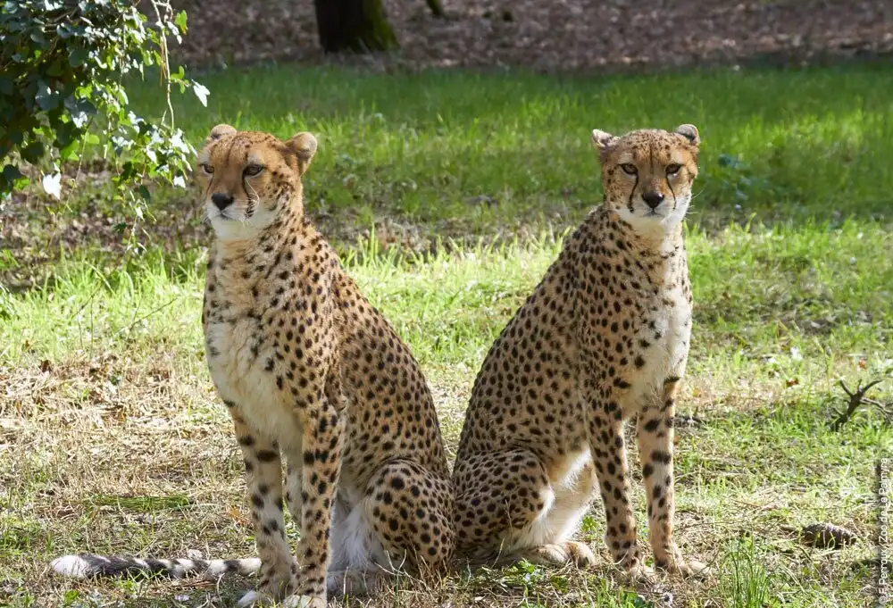 Hotels near Zoo La Palmyre