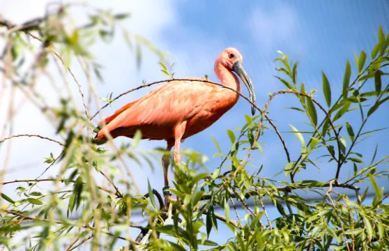 Selwo Marina門票成人