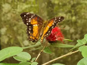 Neotropical Butterfly Park