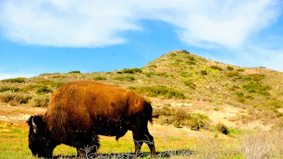 Catalina Island Conservancy Trailhead