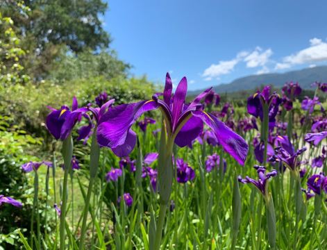 Sonoma Botanical Garden
