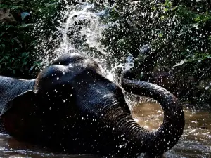 Mekong Elephant Park Sanctuary