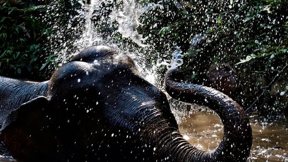 Mekong Elephant Park Sanctuary