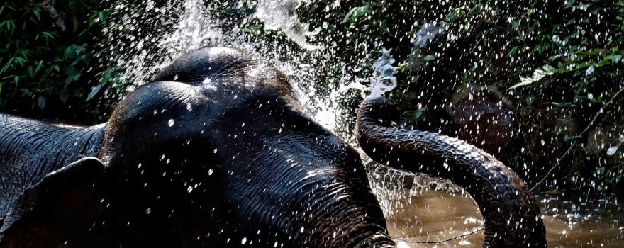 Mekong Elephant Park Sanctuary