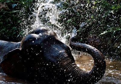 Mekong Elephant Park Sanctuary
