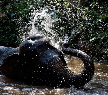 Mekong Elephant Park Sanctuary