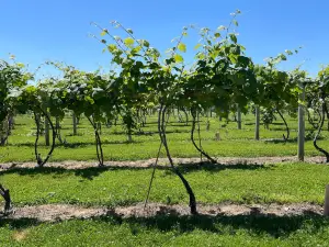 Mallow Run Winery
