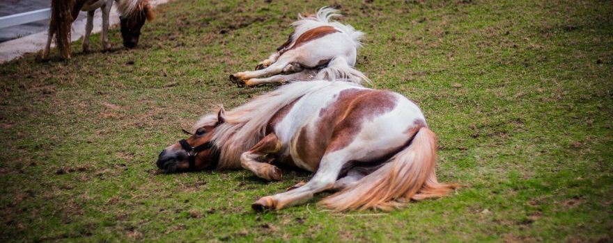 Pipo Pony Club