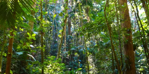 São Francisco de Assis Municipal Natural Park