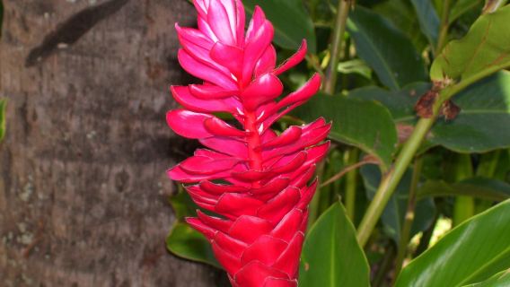 Lautoka Botanical Gardens