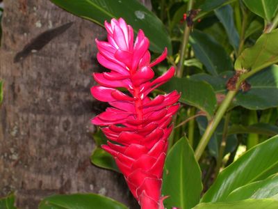 Lautoka Botanical Gardens