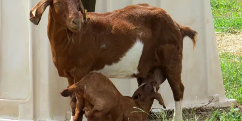 Norz Hill Farm & Market