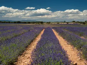 Campos de Lavanda