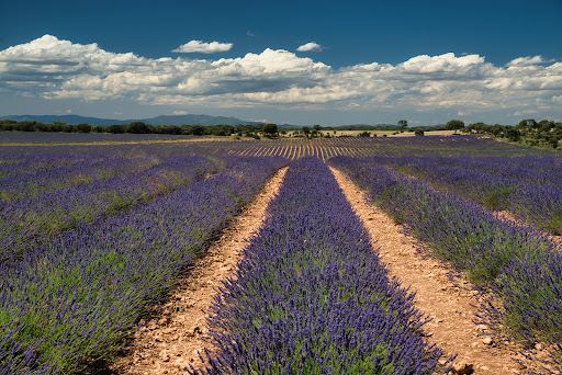 Lavender fields