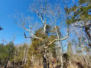 Lady's Bluff TVA Small Wild Area
