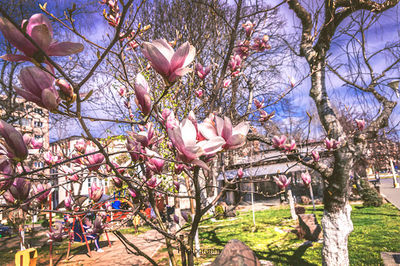 Parcul Central