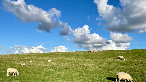 Hundestrand am Dockkoog