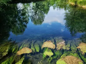 Springs of Bacchiglione