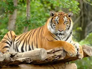 Địa Đạo Gò Thì Thùng