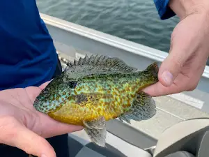 Blong's Brainerd Guide Service