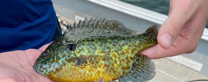 Blong's Brainerd Guide Service