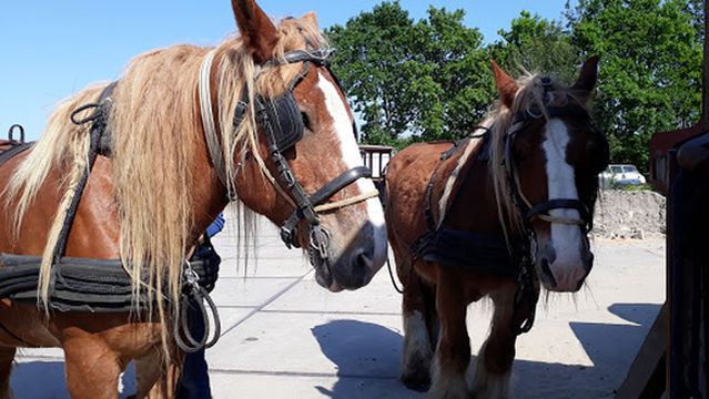 Boerencamping Amara Hoeve Bergen