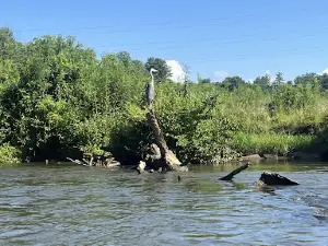 Brevard Tubing