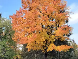 Michigamme Shores Campground