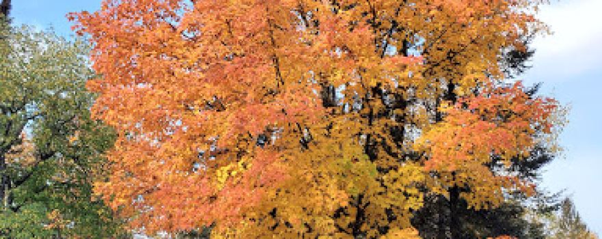 Michigamme Shores Campground