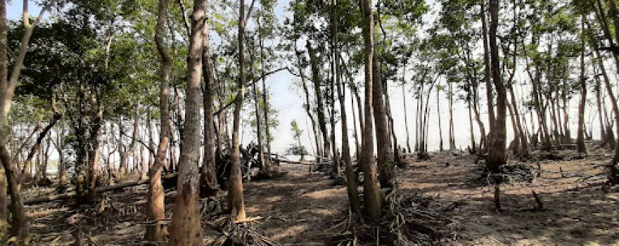 Sundarban national forest