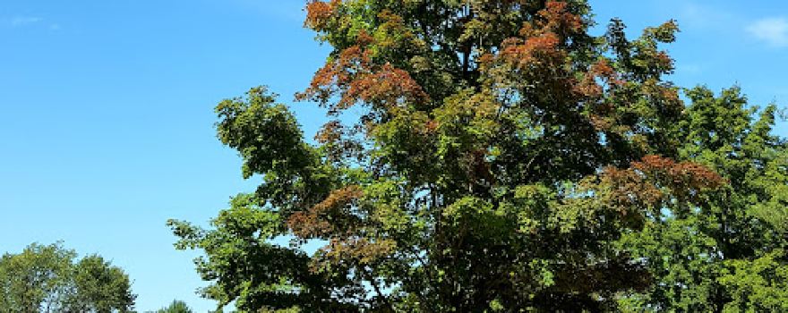 Betsie River Canoes & Campground