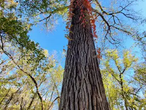 Rush River County Park