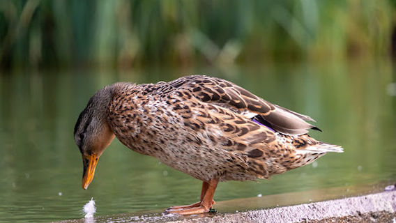 Georg-Hegenauer Park