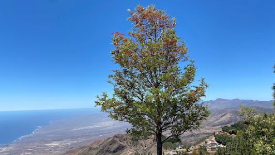 Pico da Cruz