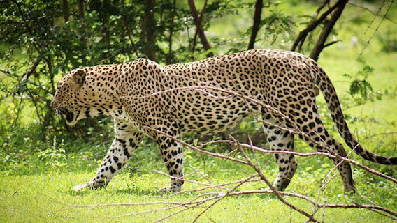 Yala safari