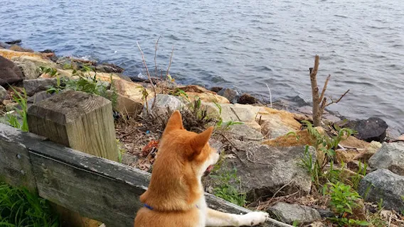 베이온 리틀 리그 베이스볼