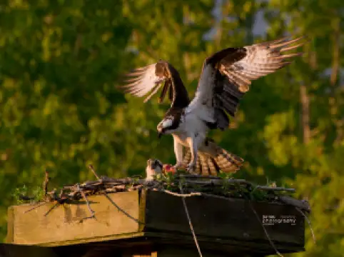 Rideau Canal, Lock 33 - Lower Beveridges