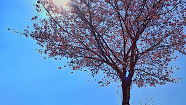 ECOPULSE ADVENTURE CAMP SITE