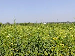 Tijare farms