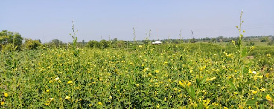 Tijare farms